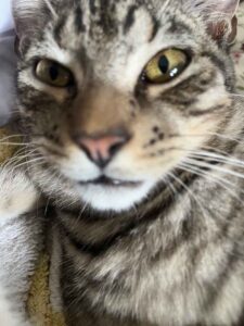 Make Donation Casa de Gatos PR House of Cats