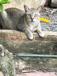 Make Donation Casa de Gatos PR House of Cats