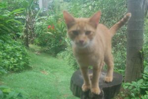 Make Donation Casa de Gatos PR House of Cats