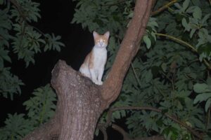 Make Donation Casa de Gatos PR House of Cats