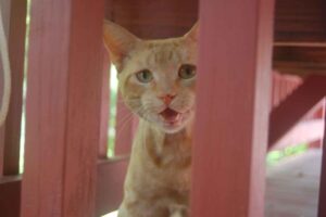 Make Donation Casa de Gatos PR House of Cats