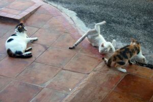 Make Donation Casa de Gatos PR House of Cats