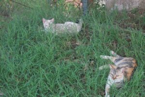 Make Donation Casa de Gatos PR House of Cats