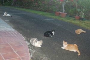 Make Donation Casa de Gatos PR House of Cats