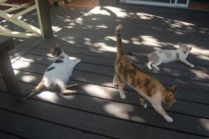 Make Donation Casa de Gatos PR House of Cats