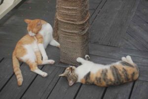 Make Donation Casa de Gatos PR House of Cats