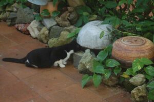 Make Donation Casa de Gatos PR House of Cats