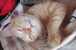 Make Donation Casa de Gatos PR House of Cats