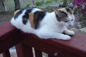 Make Donation Casa de Gatos PR House of Cats