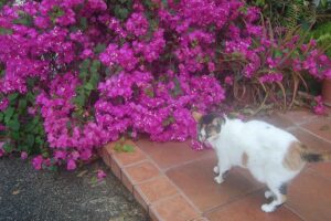 Make Donation Casa de Gatos PR House of Cats