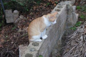 Make Donation Casa de Gatos PR House of Cats