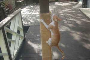 Make Donation Casa de Gatos PR House of Cats
