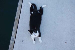 Make Donation Casa de Gatos PR House of Cats