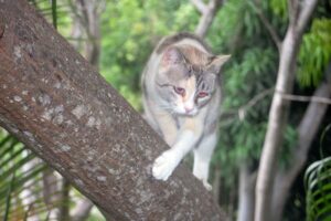 Make Donation Casa de Gatos PR House of Cats