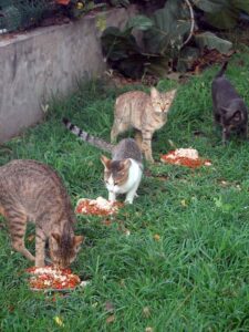 Make Donation Casa de Gatos PR House of Cats Colony Cats