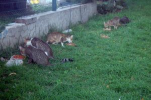 Make Donation Casa de Gatos PR House of Cats Colony Cats