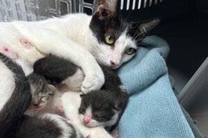 Make Donation Casa de Gatos PR House of Cats Colony Cats