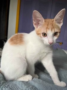 Make Donation Casa de Gatos PR House of Cats