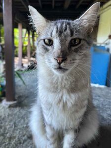 Make Donation Casa de Gatos PR House of Cats