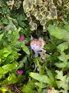 Make Donation Casa de Gatos PR House of Cats